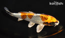 7.25" BENI GINGA