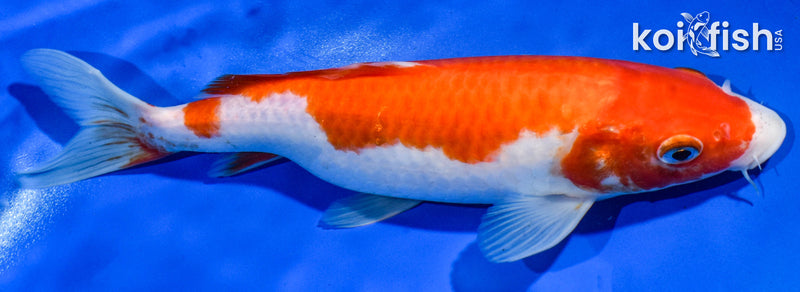 9" KOHAKU