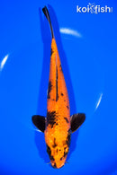 9.75" HI UTSURI