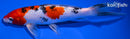 7.75" YAMATO NISHIKI