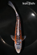 7.25" HI SHUSUI