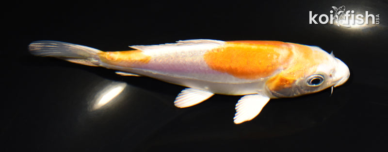 5" KIKUSUI