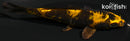 4.75" DOITSU KIN KI UTSURI