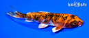 5.5" YAMATO NISHIKI