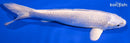 7" PLATINUM OGON