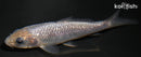 4.25" GINRIN SORAGOI