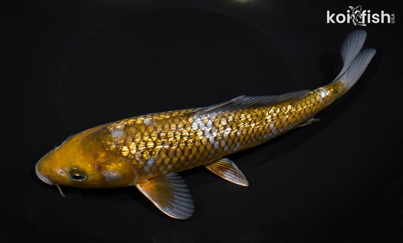 8.75" GINRIN OCHIBA SHIGURE