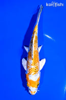 5.75" YAMATO NISHIKI