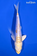 6.25" DOITSU HARIWAKE