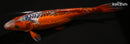 11.75" HI SHUSUI