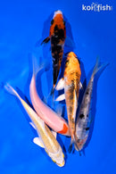 PACK OF (5) 4-5" STANDARD KOI