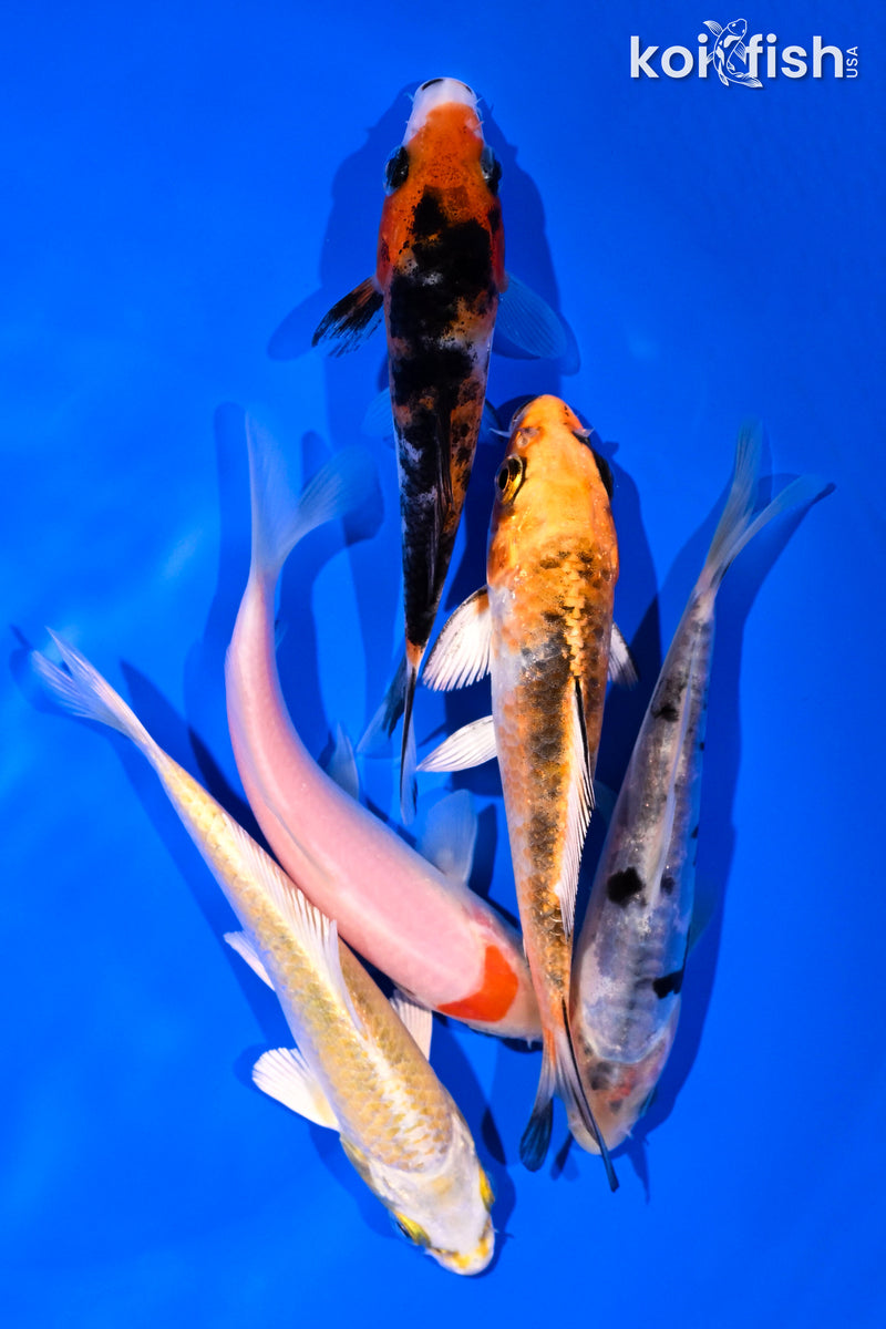 PACK OF (5) 4-5" STANDARD KOI