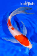 9.5" KOHAKU BUTTERFLY