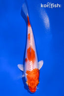 5" HARIWAKE