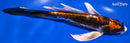 8.25" BENI KIKOKURYU BUTTERFLY