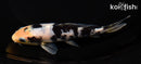 6.25" DOITSU SHIRO UTSURI
