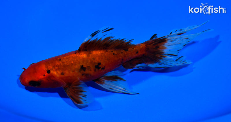 6.75" WATONAI GOLDFISH