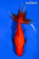 6.75" WAKIN GOLDFISH
