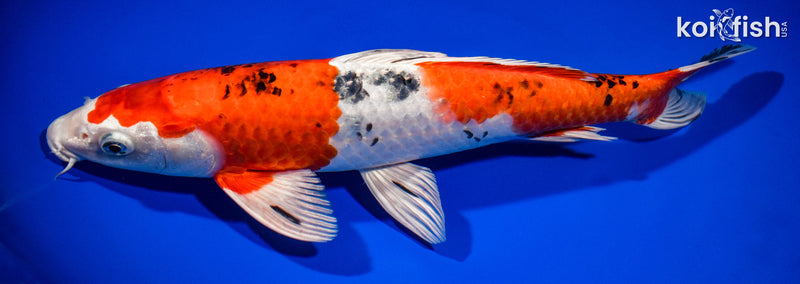 13.25" YAMATO NISHIKI