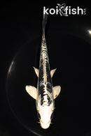 6.25" ARAGOKE KIKOKURYU