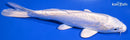 7.5" DOITSU PLATINUM OGON