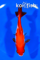 5.25" WAKIN GOLDFISH