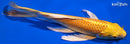 8.75" YAMABUKI OGON BUTTERFLY