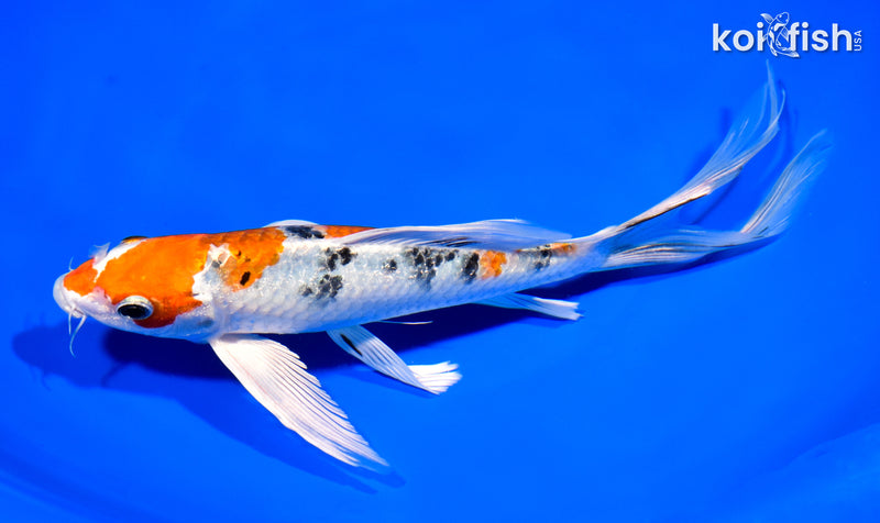 9" YAMATO NISHIKI BUTTERFLY