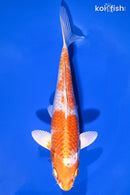 7.25" HARIWAKE