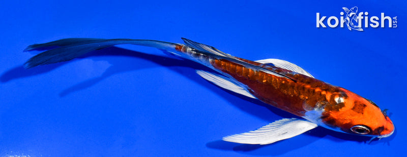 5.5" BENI KIKOKURYU BUTTERFLY