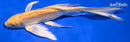 6.75" DOITSU YAMABUKI OGON BUTTERFLY