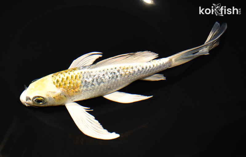 8.5" GINRIN KUJAKU BUTTERFLY