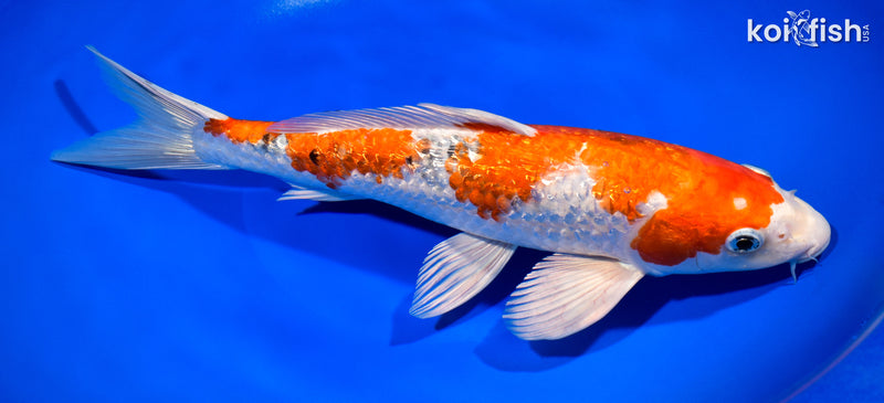 11.5" GINRIN YAMATO NISHIKI