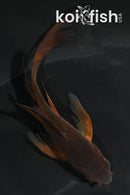 4.5" CHAGOI BUTTERFLY