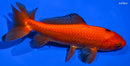 5.25" WAKIN GOLDFISH