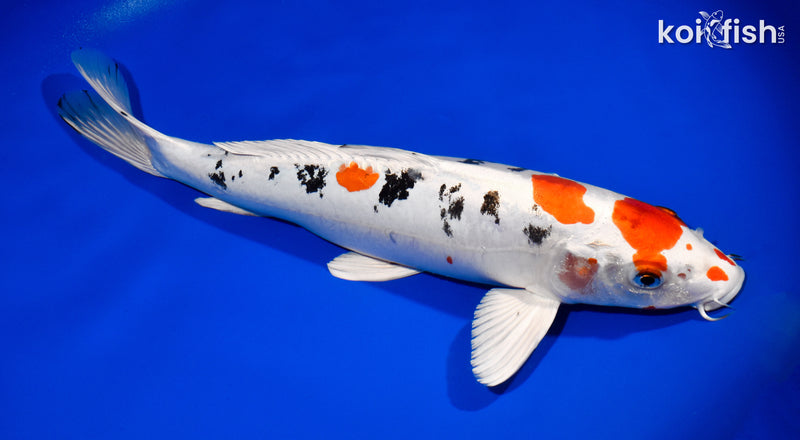 13" HEISEI NISHIKI