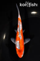 6" GINRIN GOSHIKI