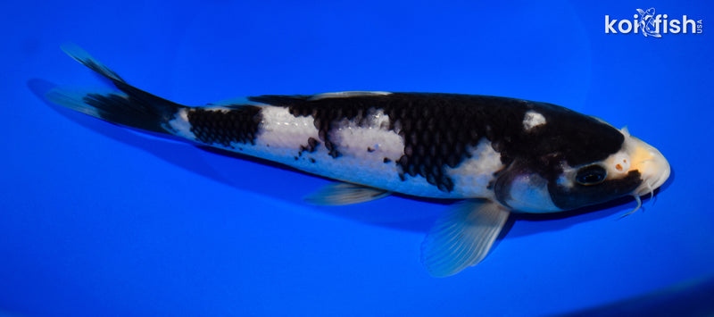 8.5" MATSUKAWABAKE