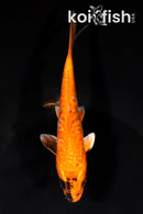 6" KIN HI UTSURI