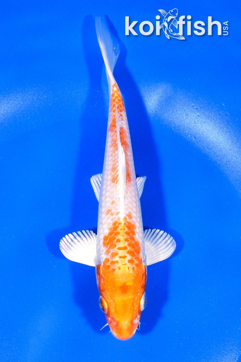 6" HARIWAKE