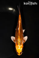 6.5" KUJAKU