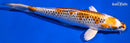8.5" KUJAKU