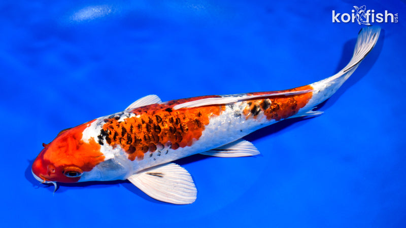 11" GINRIN YAMATO NISHIKI