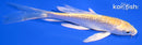 4.75" GINRIN YAMABUKI OGON BUTTERFLY