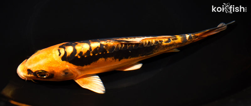 8" BENI KIKOKURYU