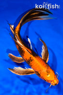 11" HI UTSURI BUTTERFLY