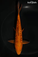 6.75" DOITSU CHAGOI