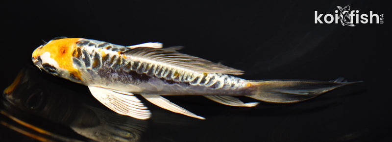5.75" ARAGOKE BENI KIKOKURYU BUTTERFLY