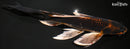10.5" BENI GINGA BUTTERFLY
