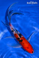 8" SANKE BUTTERFLY